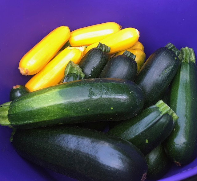 Summer Squash
