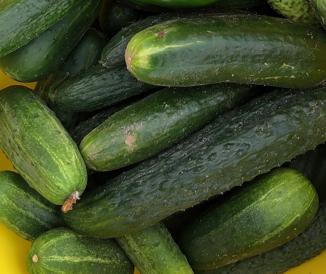 Cucumbers