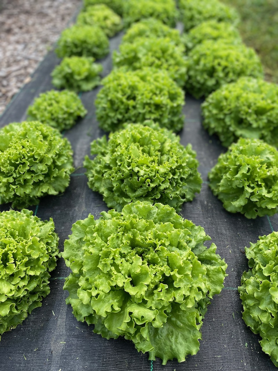Lettuce