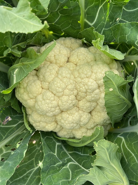 Cauliflower