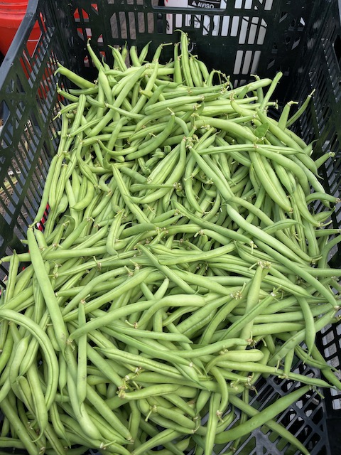 Green Beans