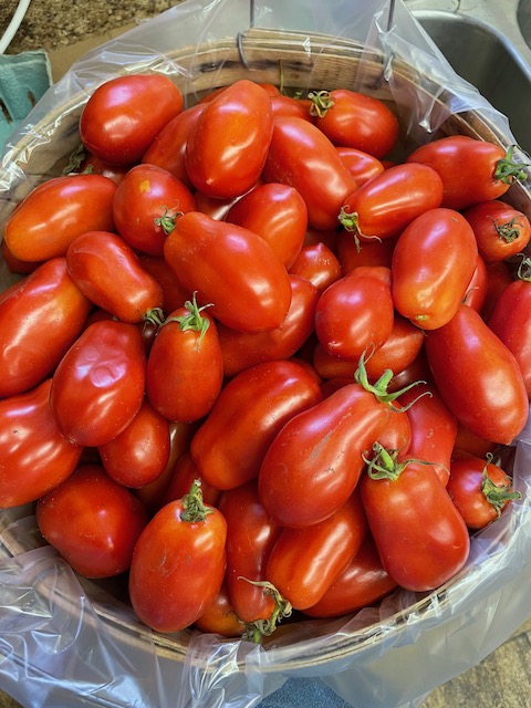 Tomatoes