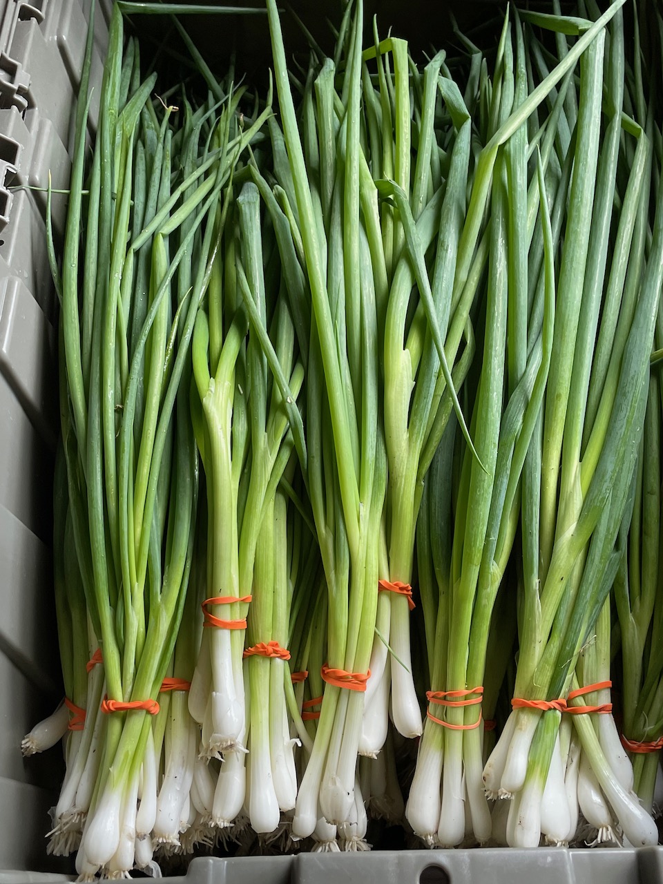 Green Onions