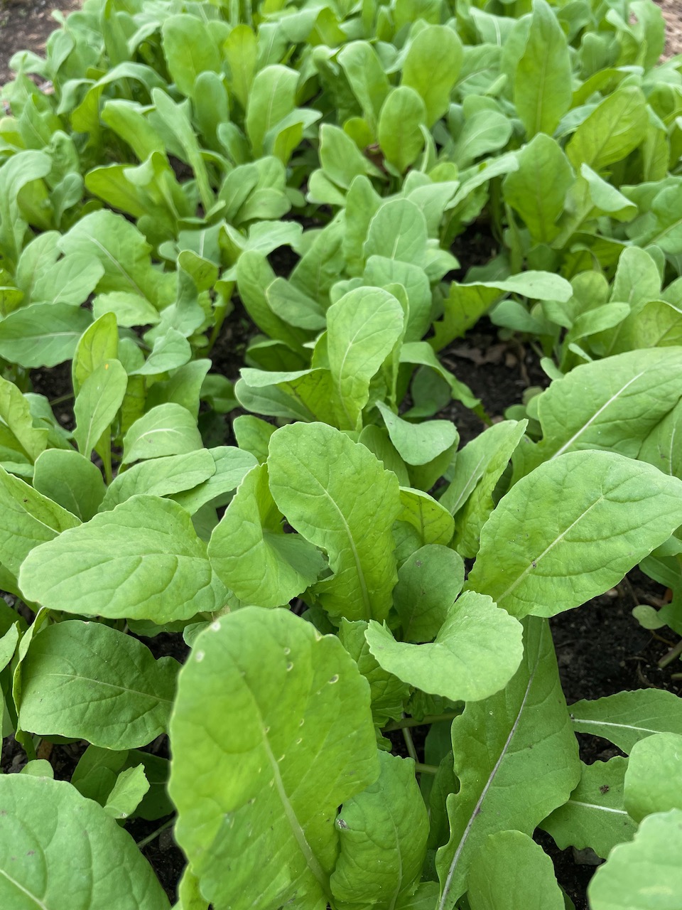 Arugula