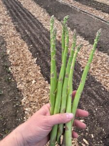 Asparagus