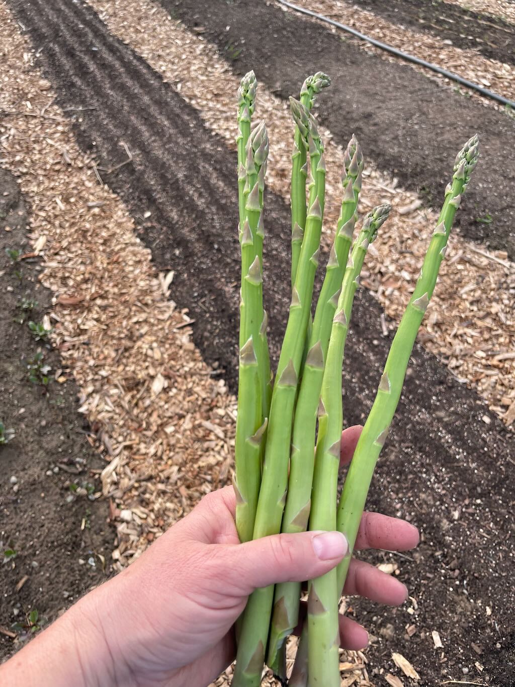 Asparagus