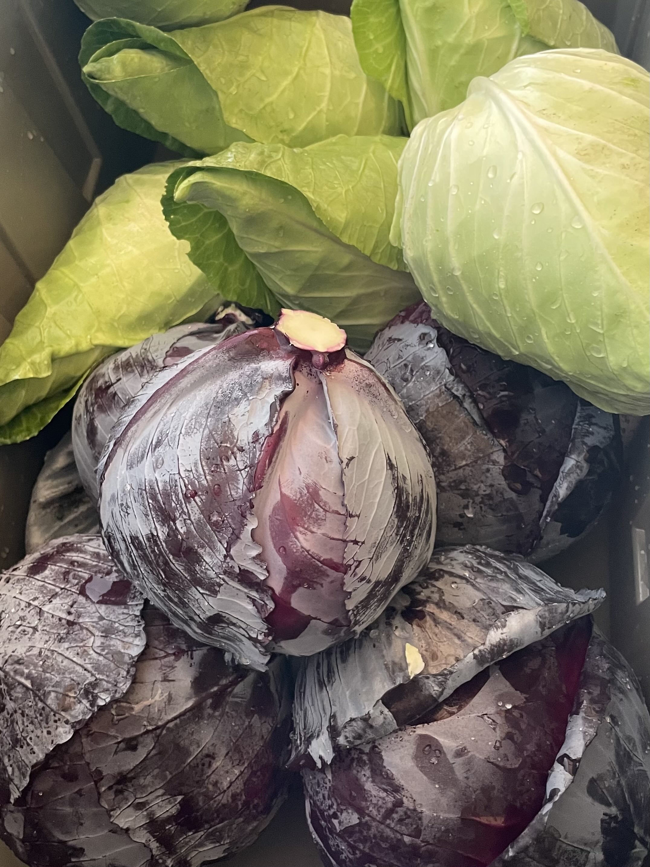 Cabbage