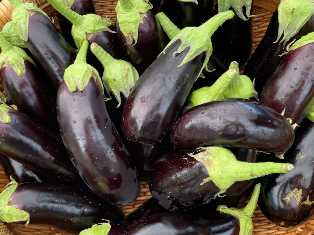 Eggplant