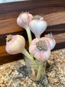 Garlic