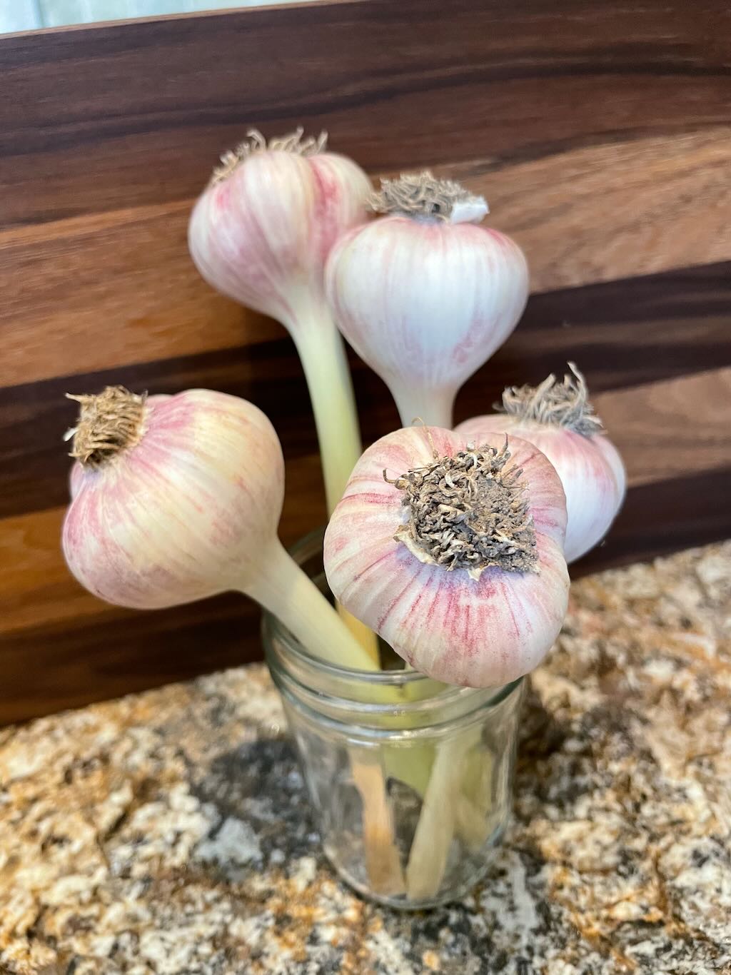 Garlic