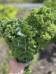 Kale