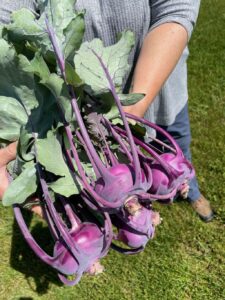 Kohlrabi