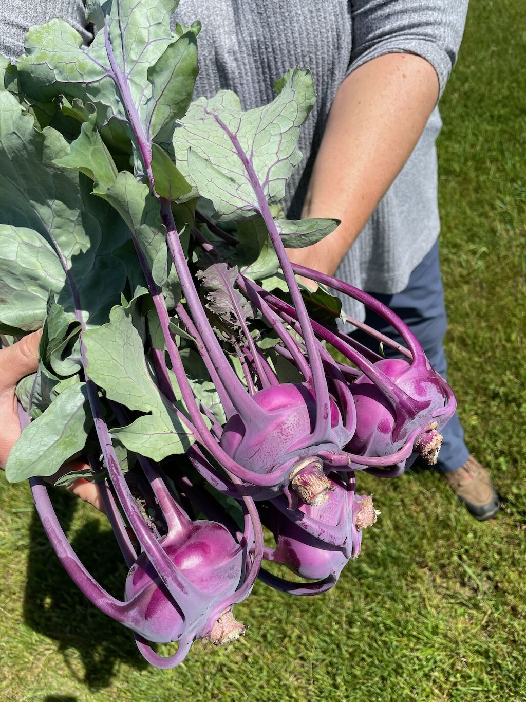 Kohlrabi