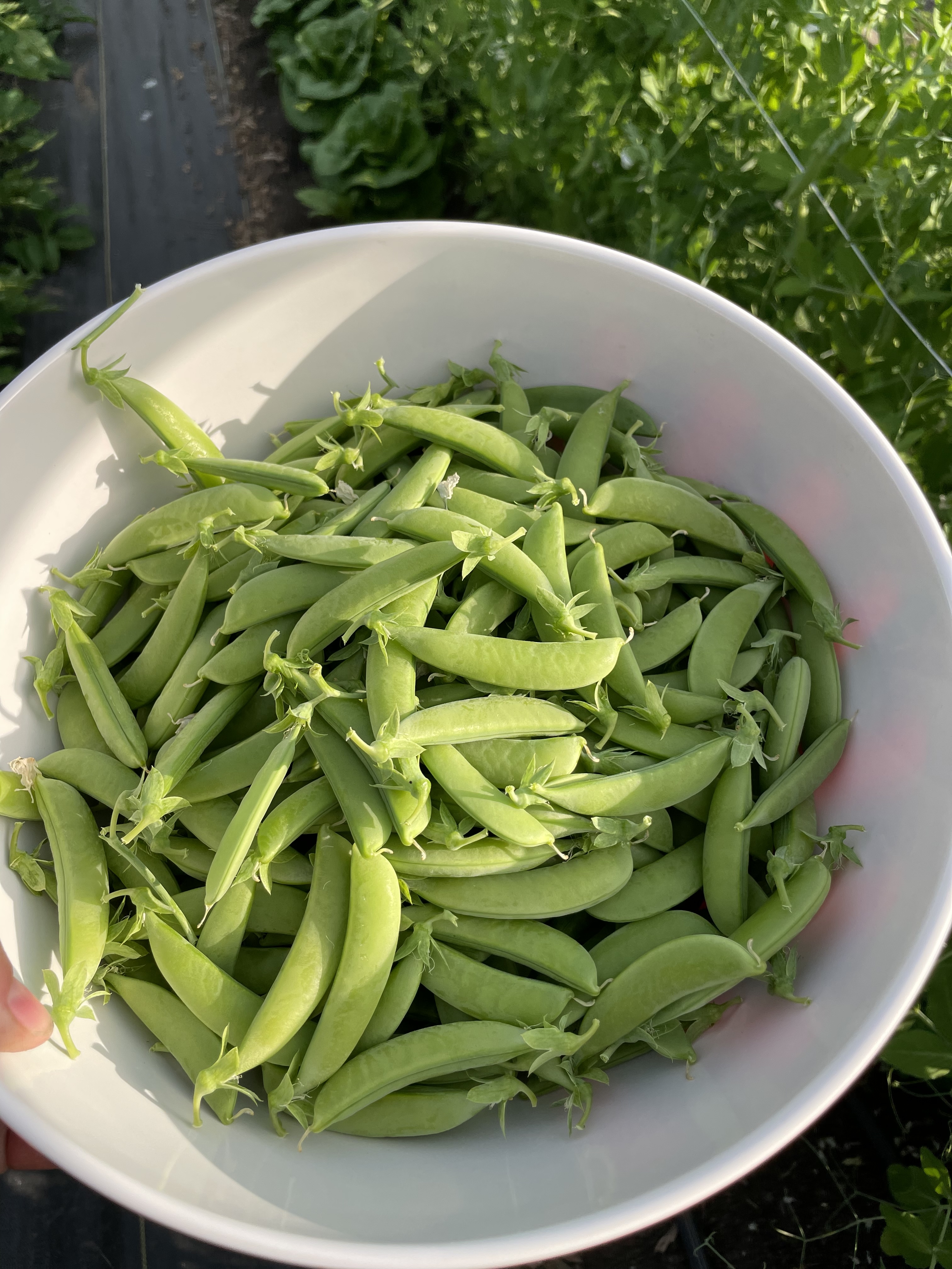 Peas