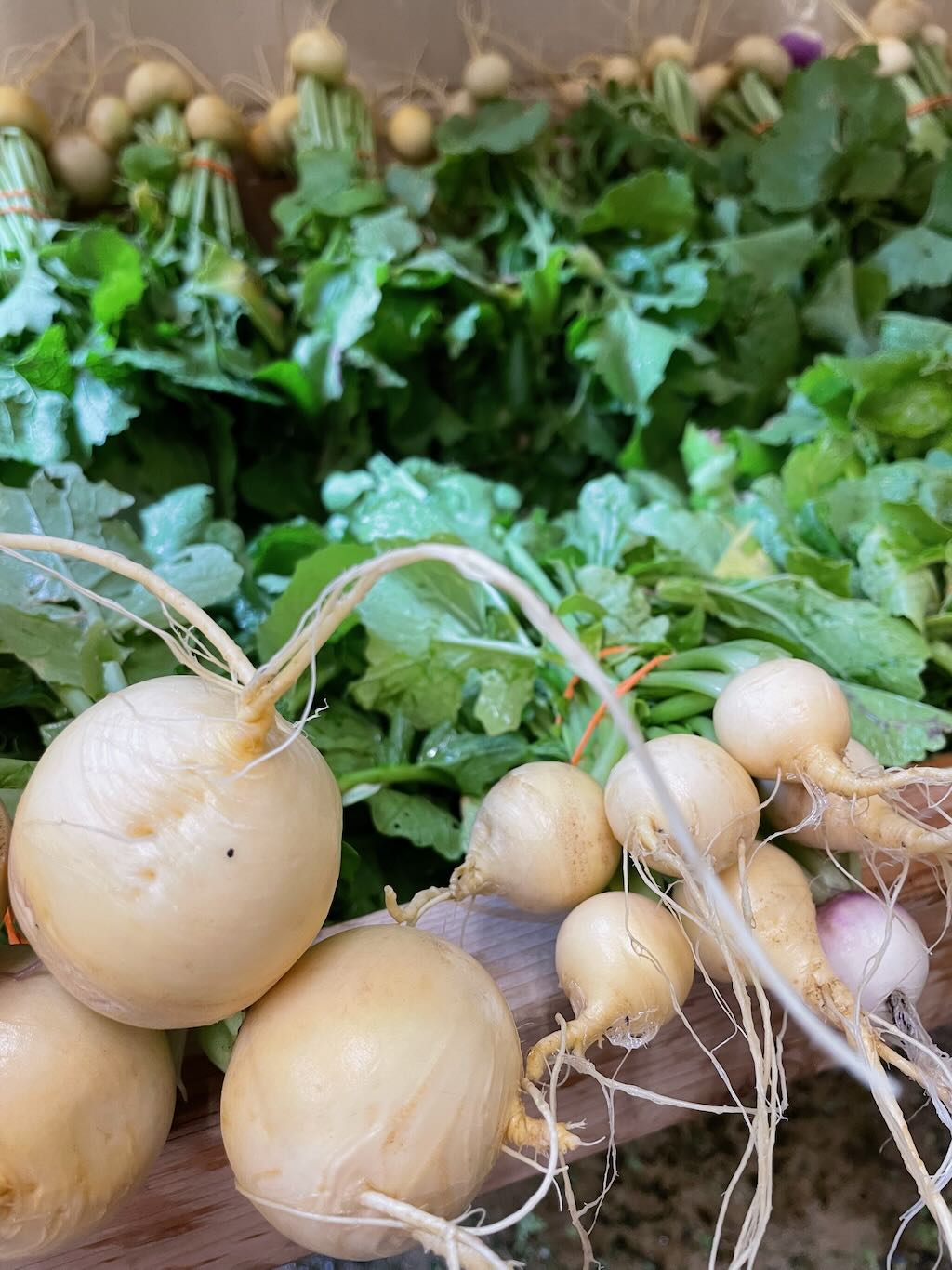 Turnips