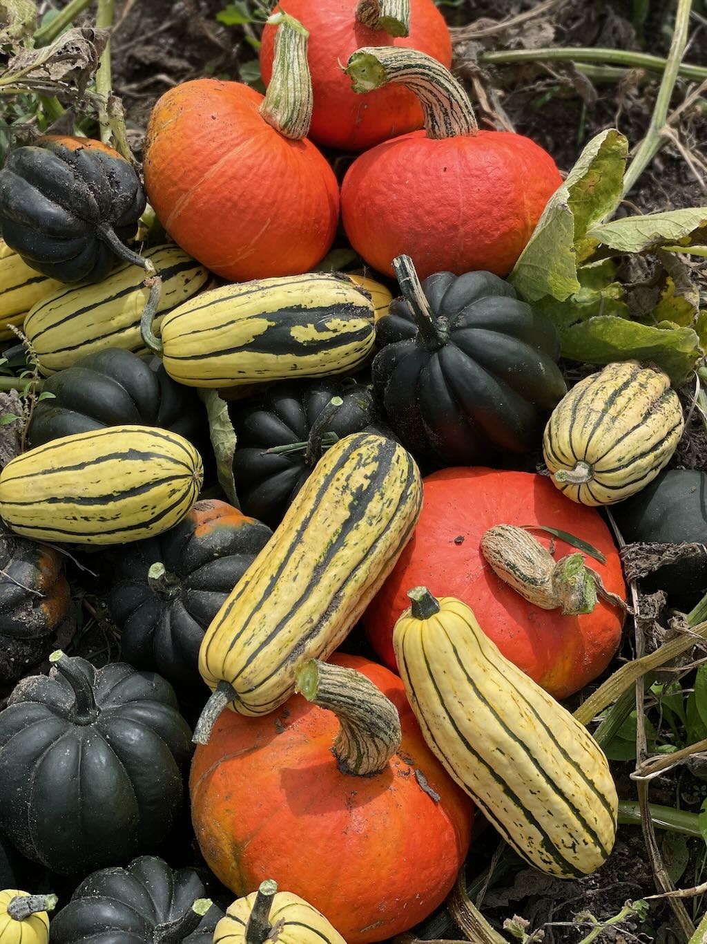 Winter Squash  - use this