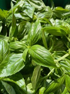Basil