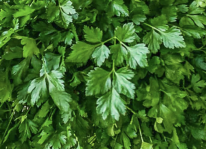 Parsley