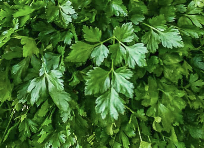 Parsley