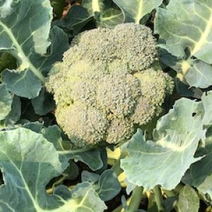 Broccoli